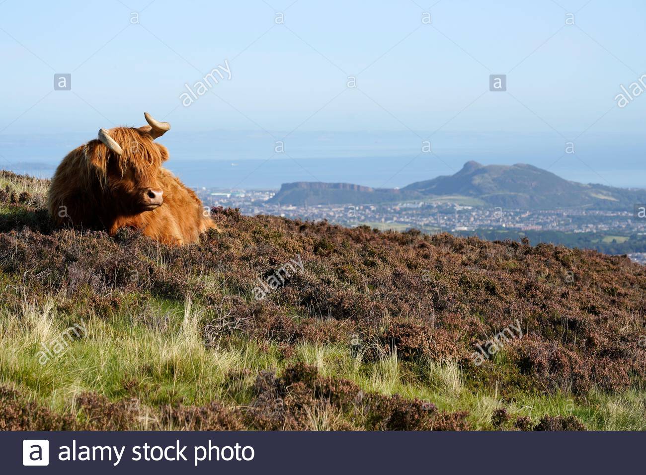 Edinburgh, Schottland, Großbritannien. September 2020. Highland Kühe genießen die Sonne im Pentland Hills Regional Park an einem klaren Tag mit blauem Himmel. Blick auf die Stadt Edinburgh und Arthur's Seat. Kredit: Craig Brown/Alamy Live Nachrichten Stockfoto