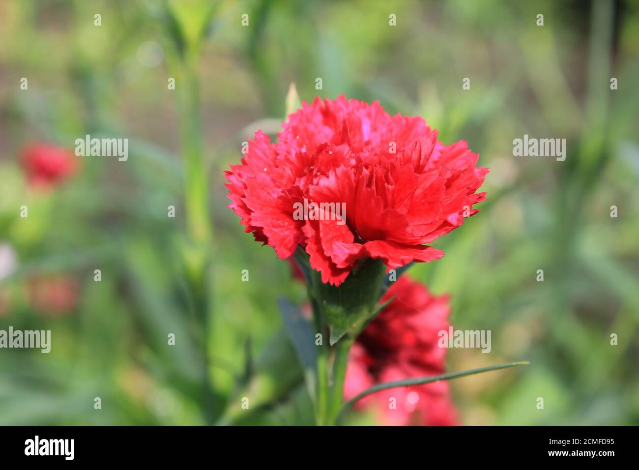 Rosa Blüten von Nelke oder Nelke Dianthus Caryophyllus 20570 Stockfoto