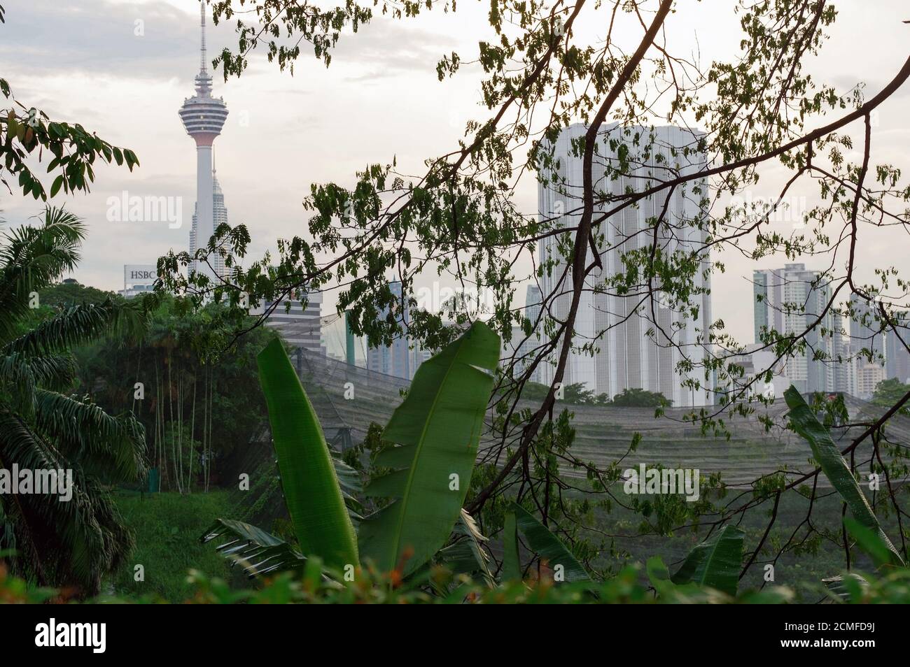 Kuala Lumpur, Malaysia - 16. Januar 2016: Blick auf den KL Tower Comucation Tower zwischen Palmen und Stockfoto