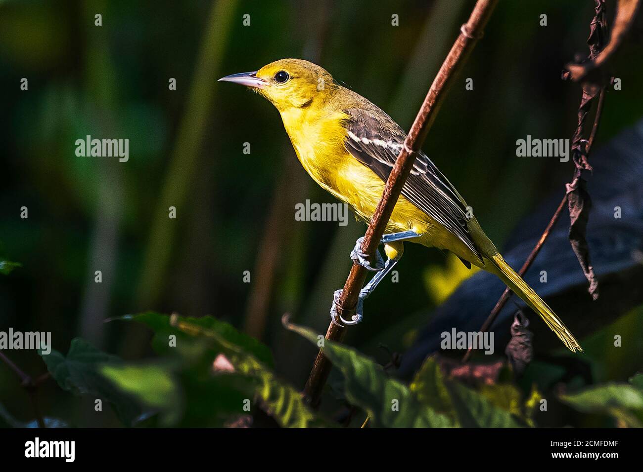 Weibliche Obstgarten Oriole im Herbst Migration Stockfoto