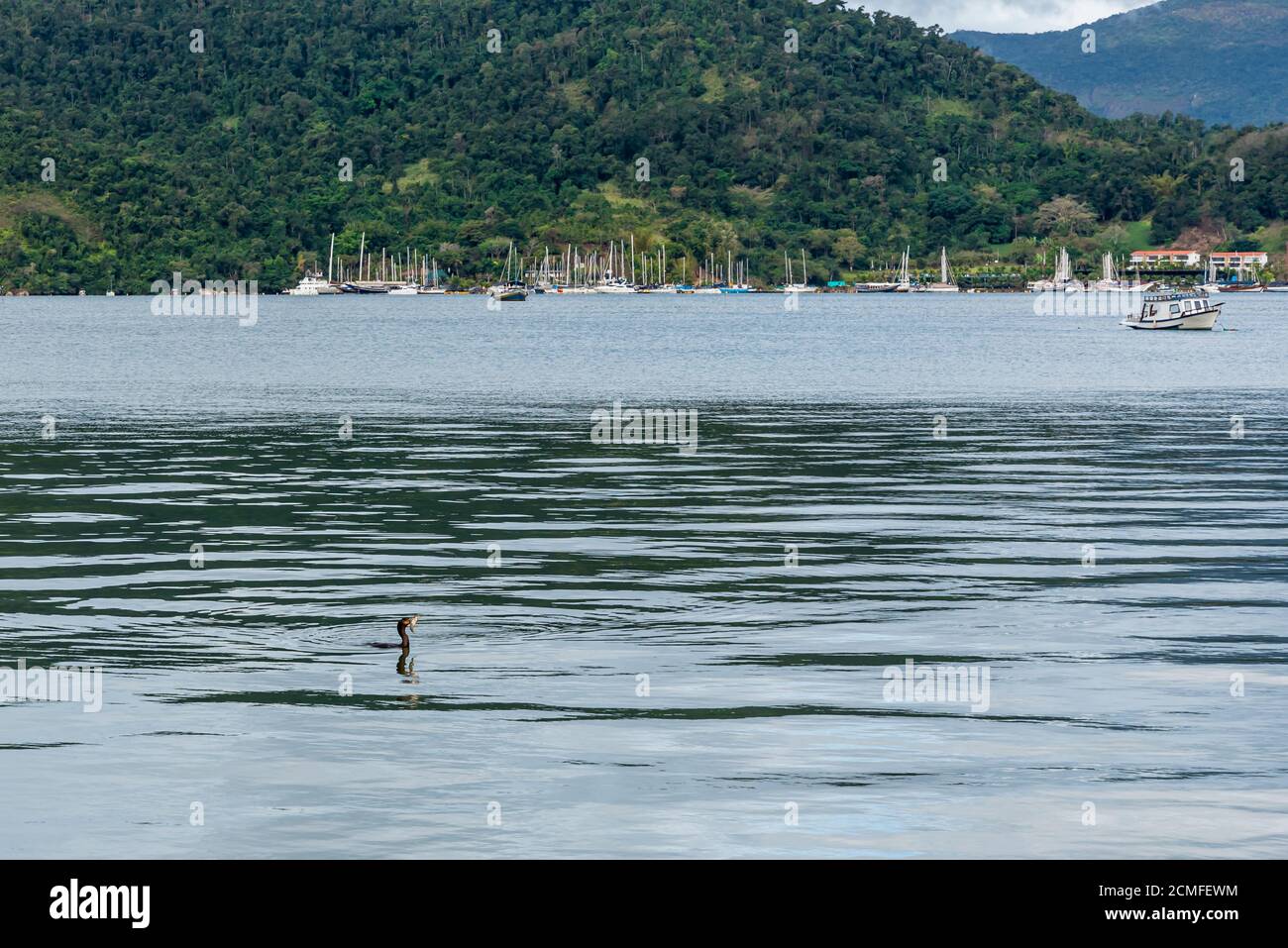 Blick auf Wasservögel im Wasser in einem brasilianer bucht Stockfoto