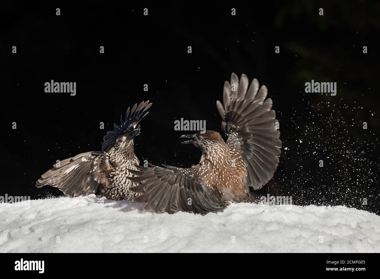 Nussknacker (Nucifraga caryocatactes), Vitosha Mountain, Sofia, Bulgarien Stockfoto