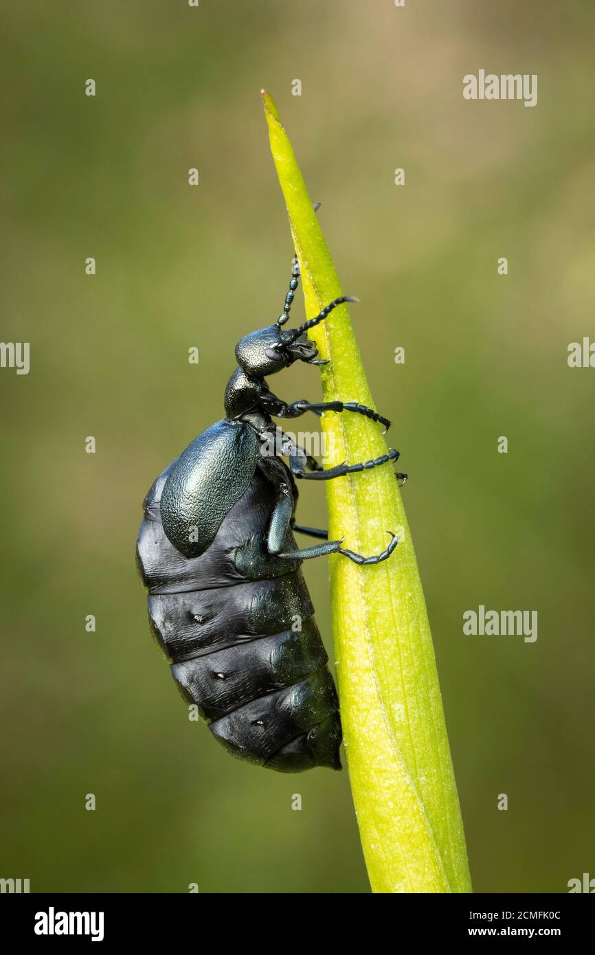 Violet Oil Beetle (Meloe violaceus), Uplyme, Devon, Großbritannien Stockfoto