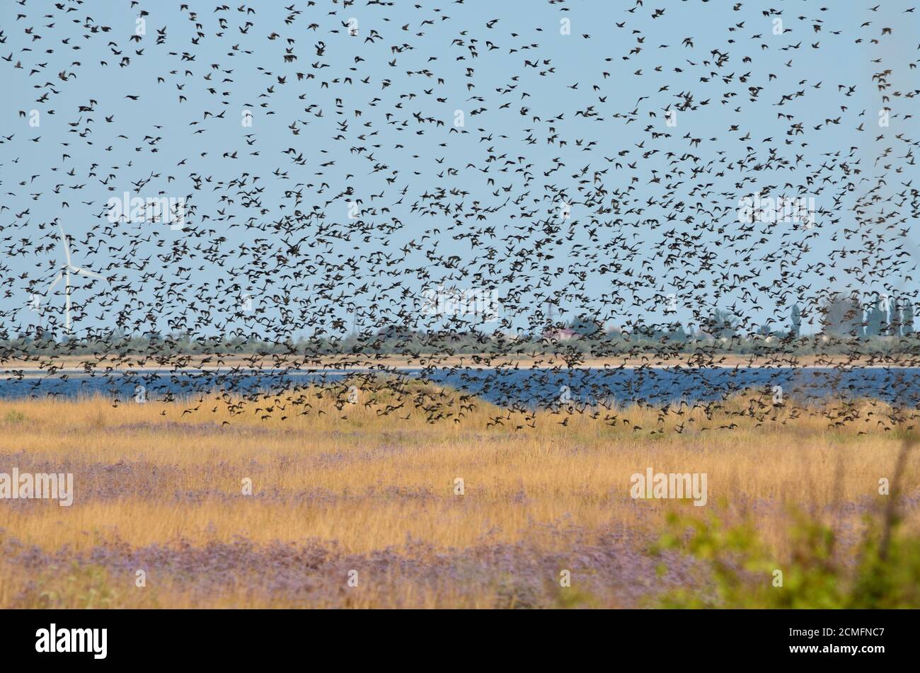 Eine Schar von Staren, die am Himmel fliegen. Cherson Region, Ukraine. Stockfoto