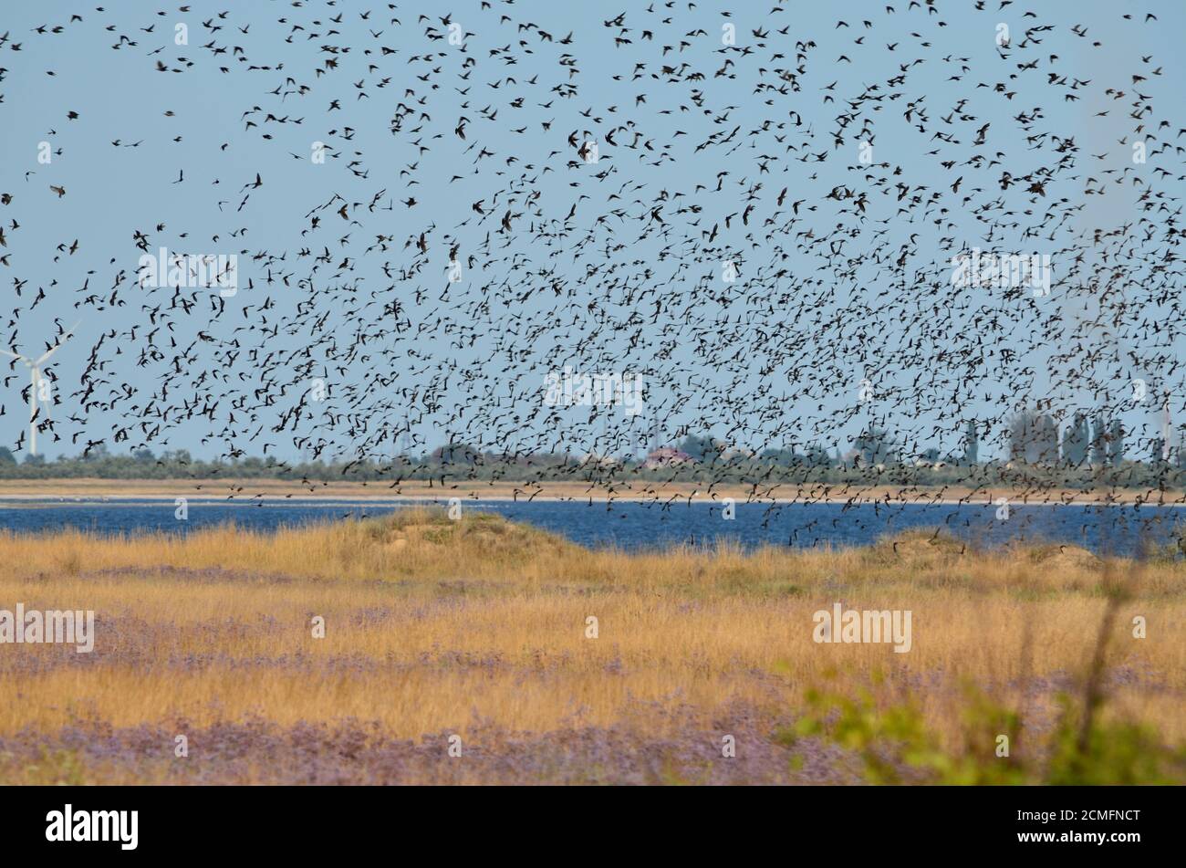 Eine große Schar von Staren, die über den See fliegen. Cherson Region, Ukraine. Stockfoto