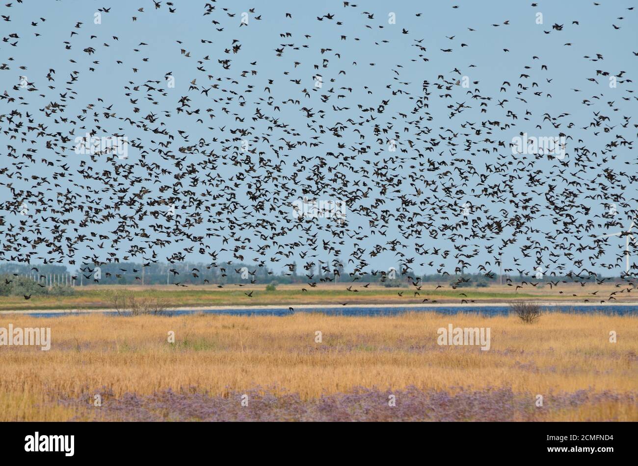 Eine große Schar von Staren gegen den Himmel. Cherson Region, Ukraine. Stockfoto