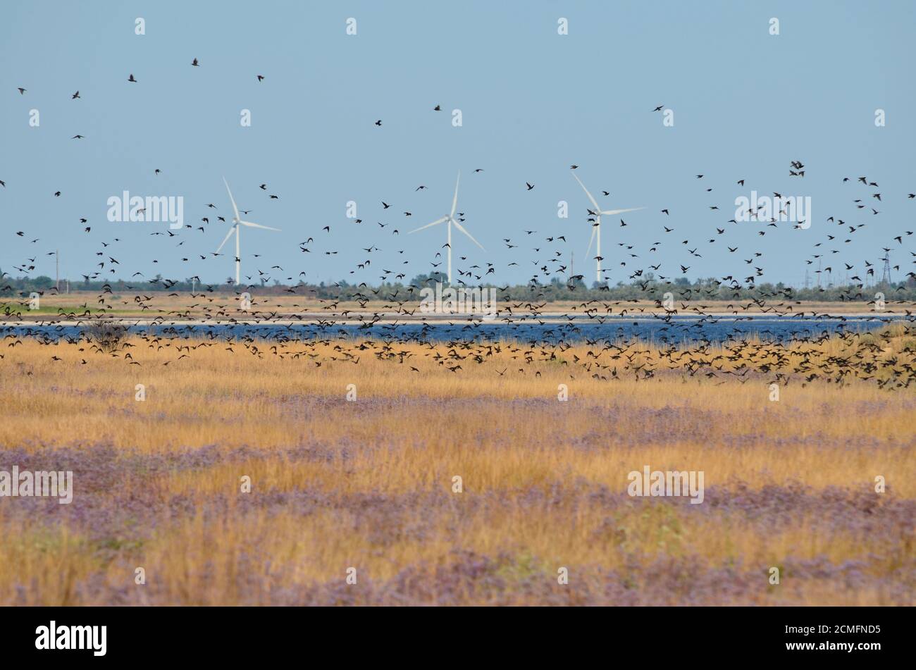 Schwarm von Staren. Cherson Region, Ukraine. Stockfoto