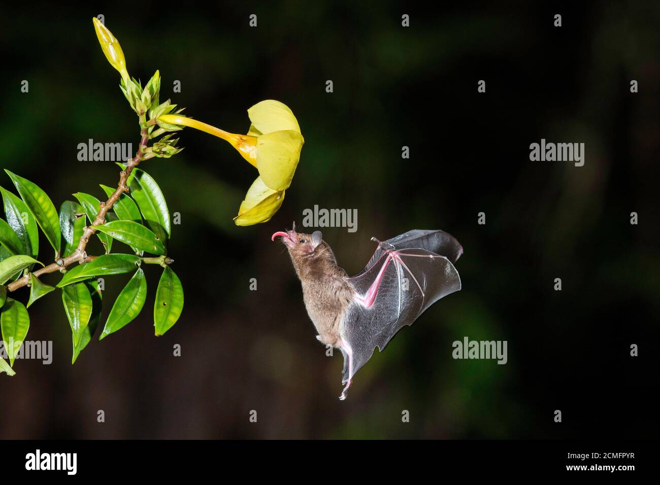 Pallas-Langtongenfledermaus (Glossophaga soricina), Boca Tapada, Costa Rica Stockfoto