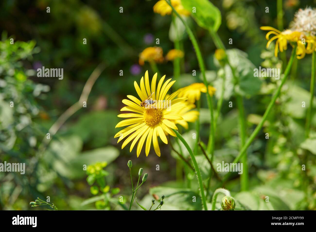 Blüten der Großen Leopardenbane (Doronicum pardalianches) mit der Hoverfly Syrphus ribesii, die sich am Pollen ernährt. England, Großbritannien, GB, Stockfoto