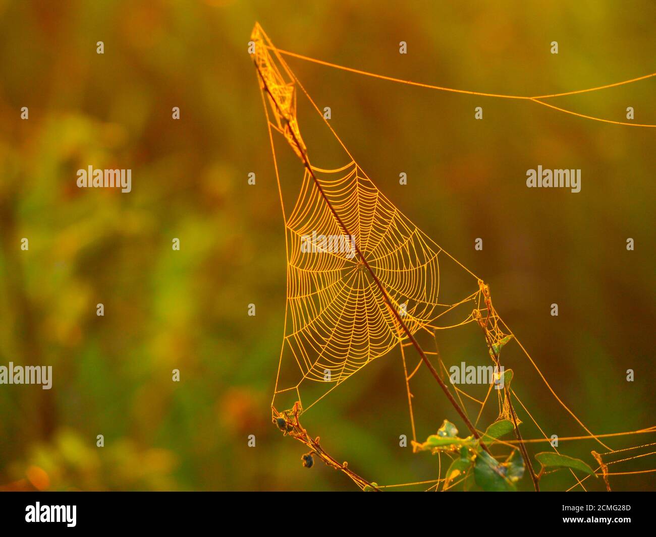Triagle Spinnennetz auf einer Wiese beleuchtet von aufgehender Sonne Stockfoto