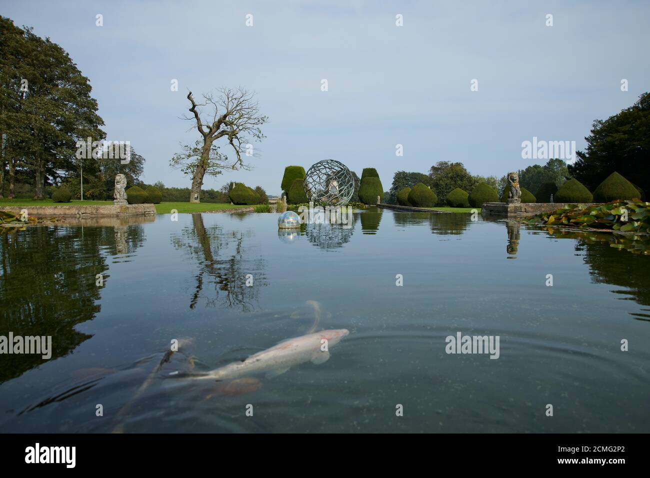Koi Karpfen (Cyprinus rubrofuscus), Schwimmen in Richtung Kamera, East Yorkshire England, Großbritannien, GB, Stockfoto