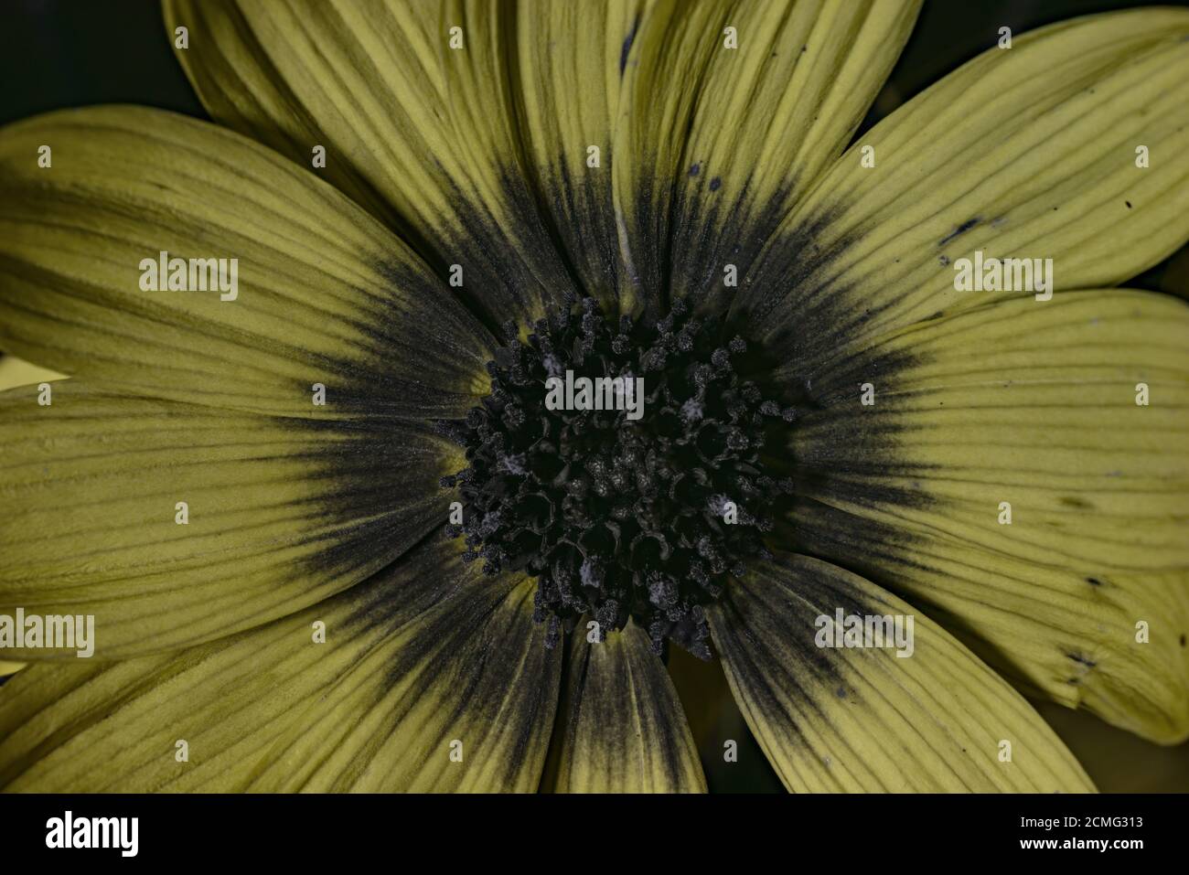 Unsichtbare Insekten- oder Bienenführer auf Sonnenblume, Helianthus atrorubens, werden nur unter ultraviolettem Licht sichtbar, kontrastierend mit gelben Blütenblättern Stockfoto