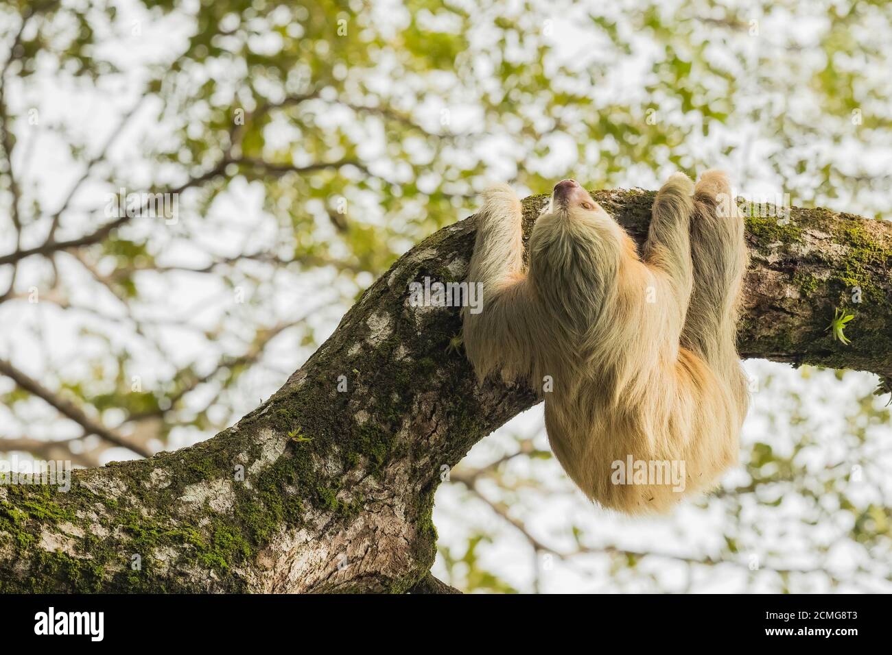 Hoffmanns Zweizehen-Faultier (Choloepus hoffmanni), Nationalpark Manuel Antonio, Costa Rica Stockfoto