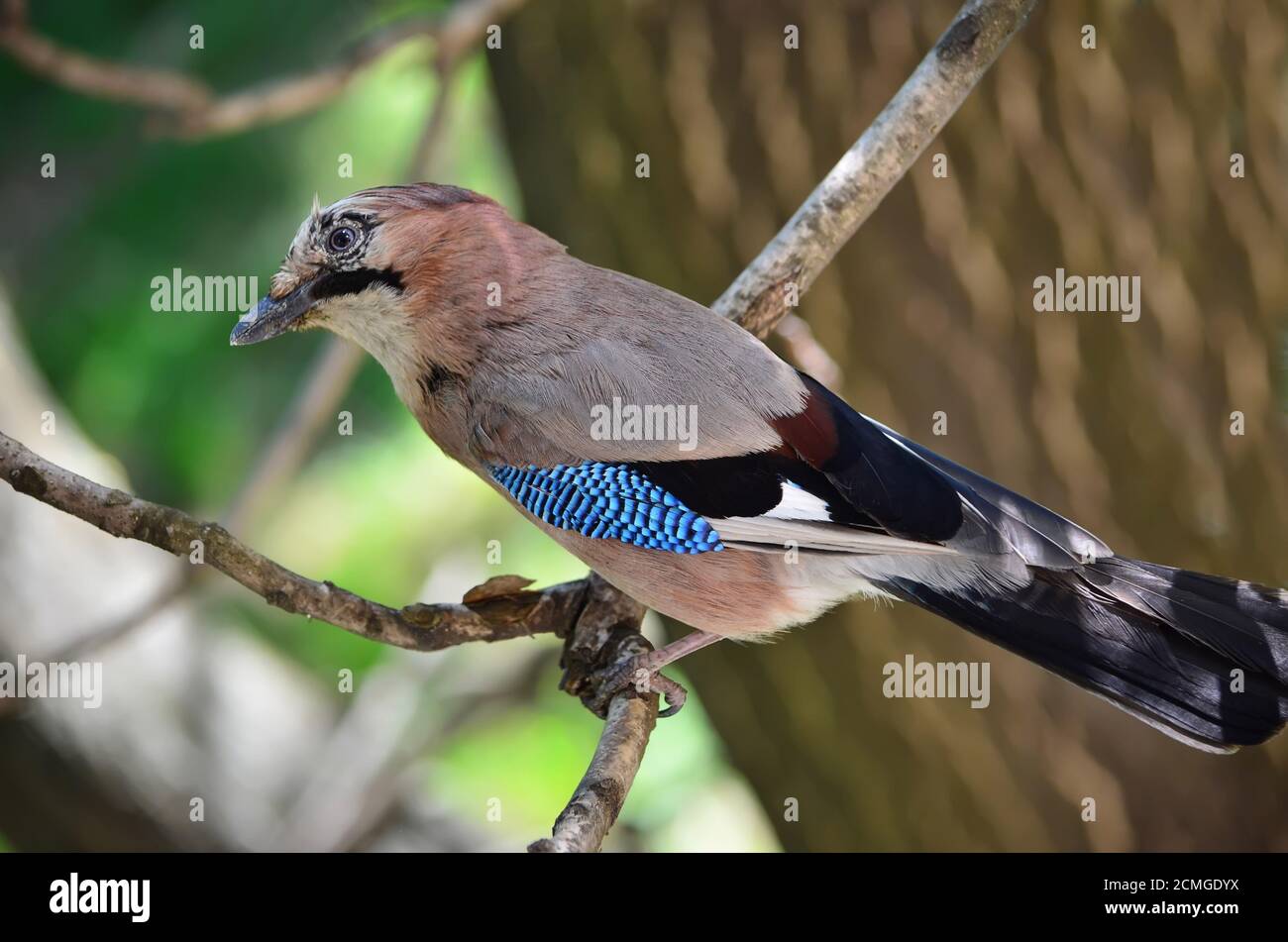 Eurasischer eichelhäher Garrulus glandarius. Jay sitzt auf dem Ast