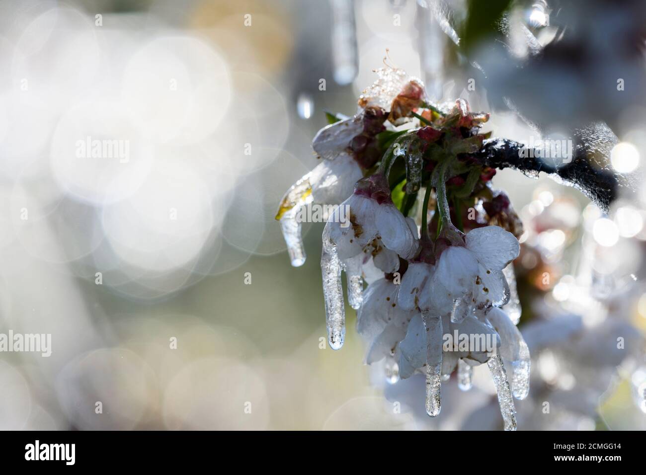 Frostschutz durch Bewässerung Stockfoto