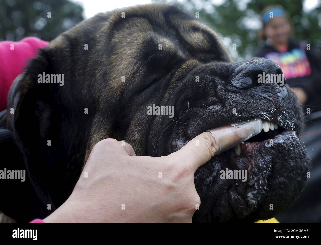 Mastiff Animal Dog English Stockfotos Und Bilder Kaufen Alamy