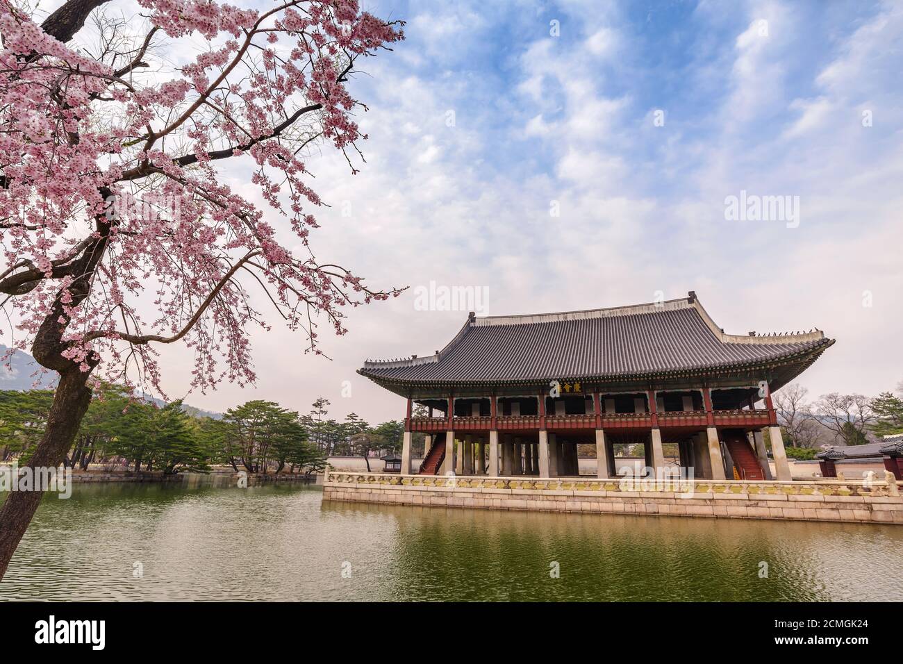 Frühling Cherry Blossom oder Sakura Blume im Gyeongbokgung Palace, Seoul, Südkorea Stockfoto