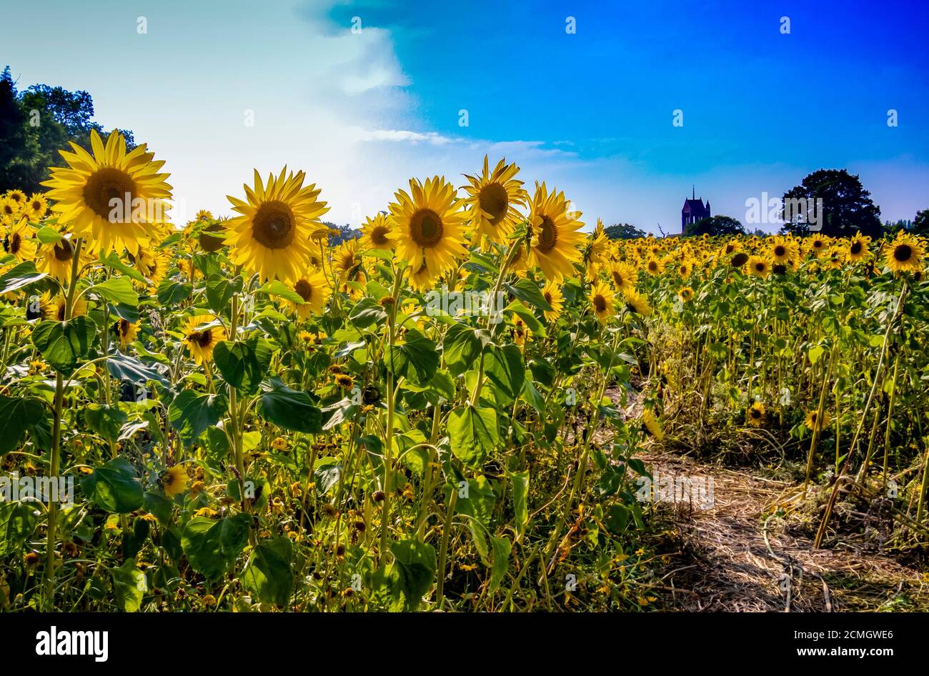Sonnenblumen auf einer Farm in Birmingham. Stockfoto