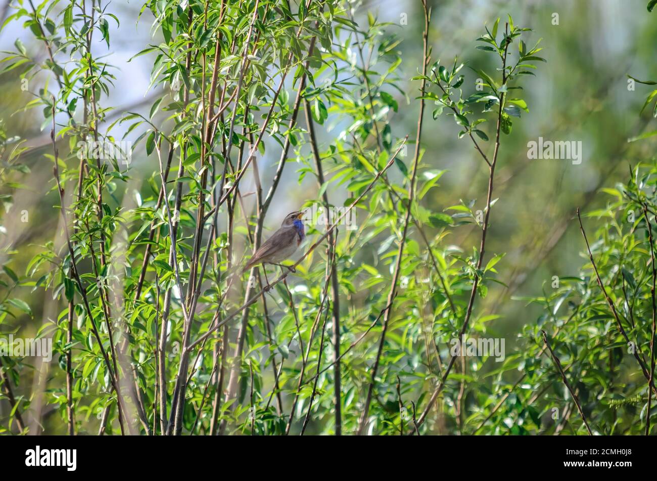 Bluethroat - Luscinia svecica. Ein männlicher Bluethroat singt auf einem Ast sitzend. Fauna der Ukraine. Stockfoto