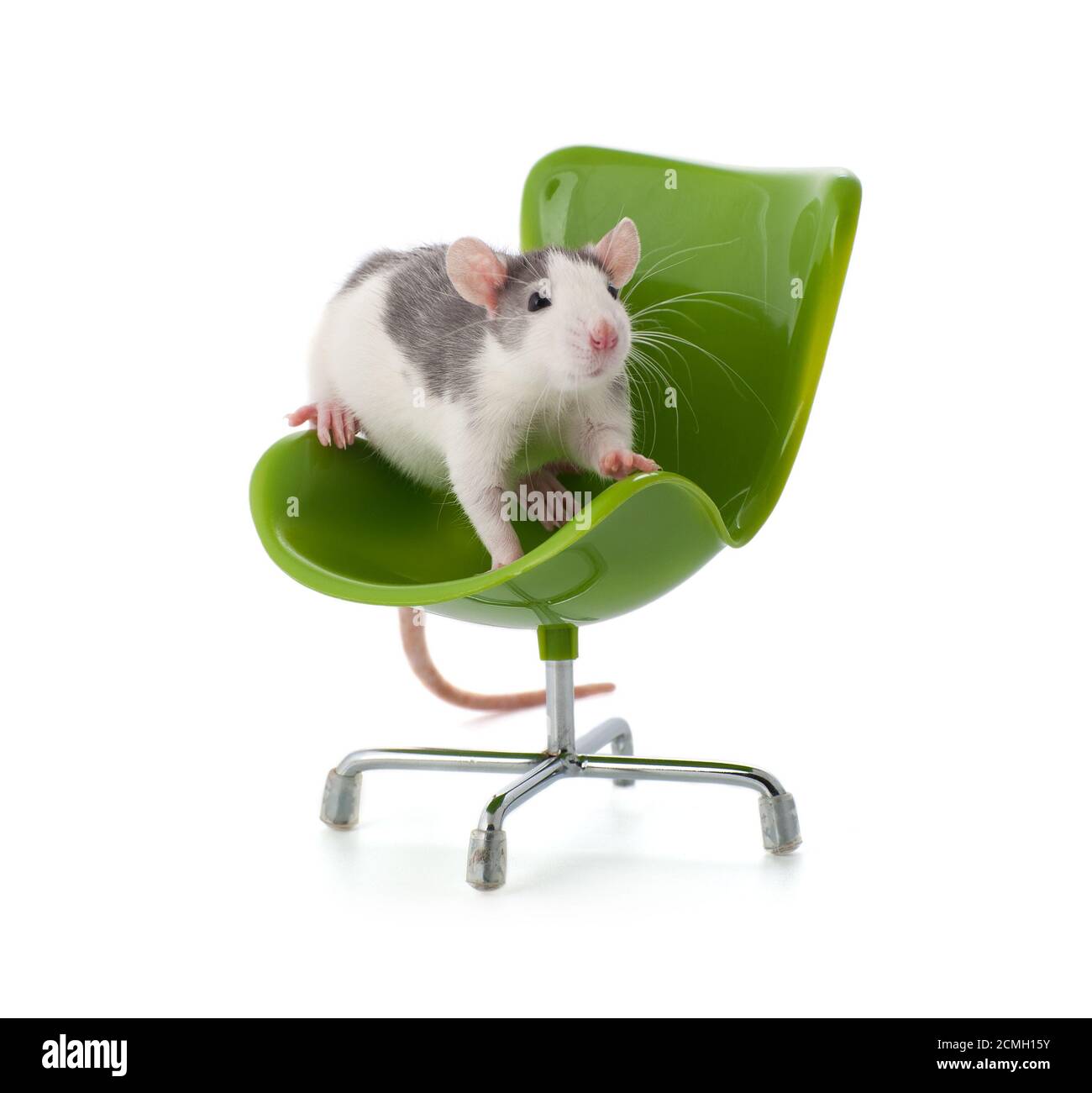 Nette kleine Ratte, die auf einem kleinen Bürostuhl sitzt. Stockfoto