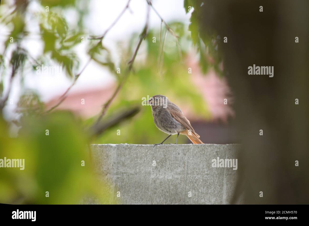 Schwarzer Rottenschwanz oder schwarzer rottenschwanz - Phoenicurus ochruros. Weibliche Schwarzanfange sitzt auf dem Zaun. Fauna der Ukraine. Geringe Schärfentiefe, Nahaufnahme. Stockfoto