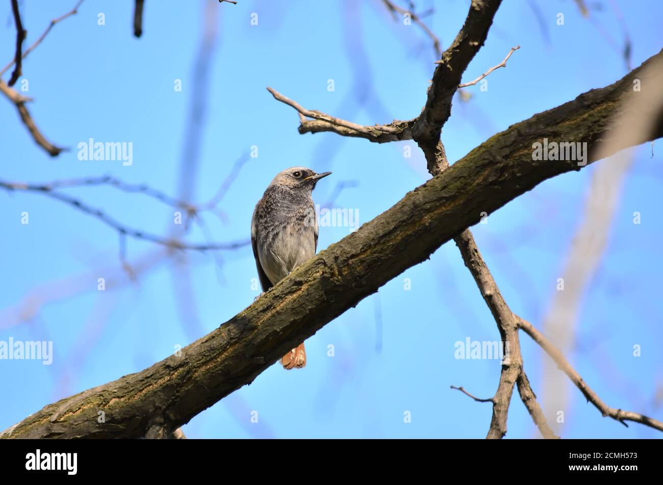 Schwarzer Rottenschwanz oder schwarzer rottenschwanz - Phoenicurus ochruros. Blackstart sitzt an einem Frühlingstag in seinem natürlichen Lebensraum auf einem Baumzweig. Stockfoto