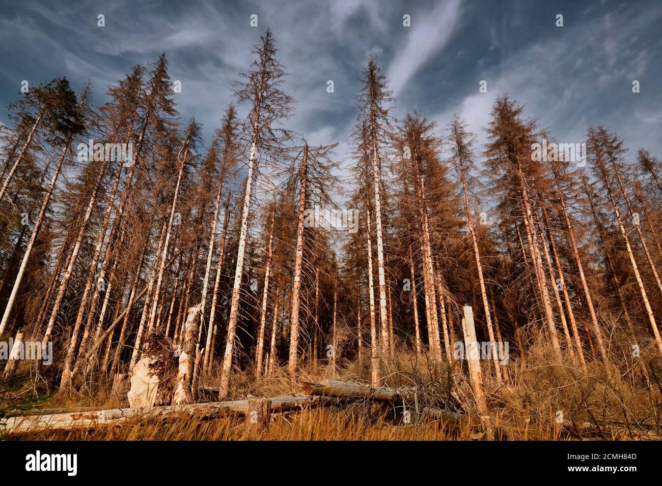 Wald von toten Bäumen. Waldstück im Nationalpark Harz, Deutschland. Absterbende Fichten, Dürre und Rindenkäfer-Befall, Spätsommer 2020. Stockfoto