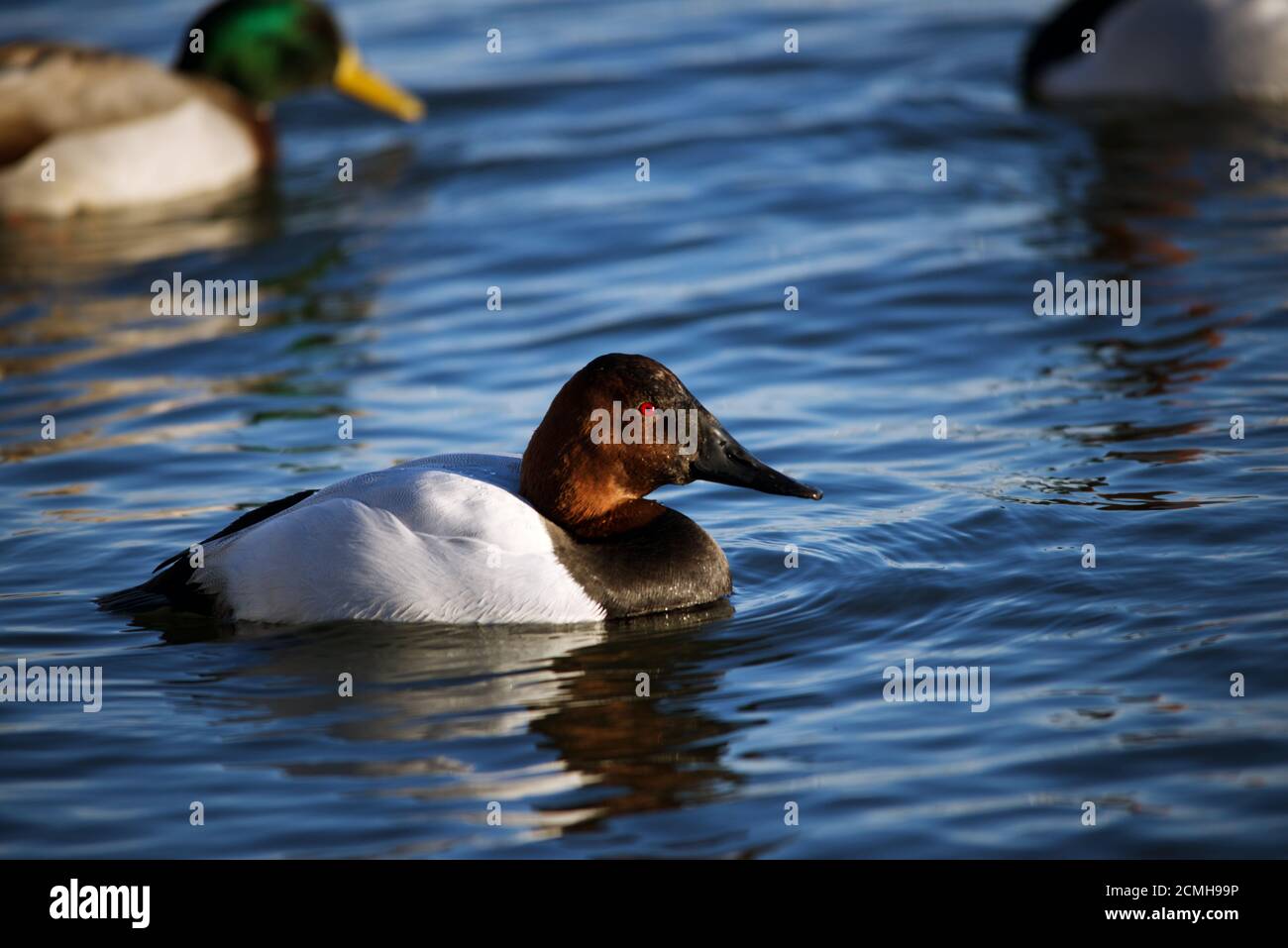 Canvasback Ente schwimmend im Wasser Stockfoto