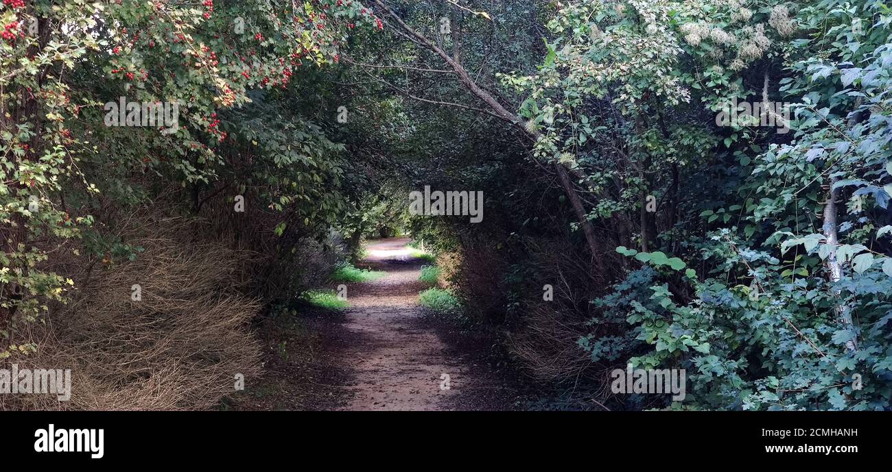 Spaziergang mitten im Wald Stockfoto