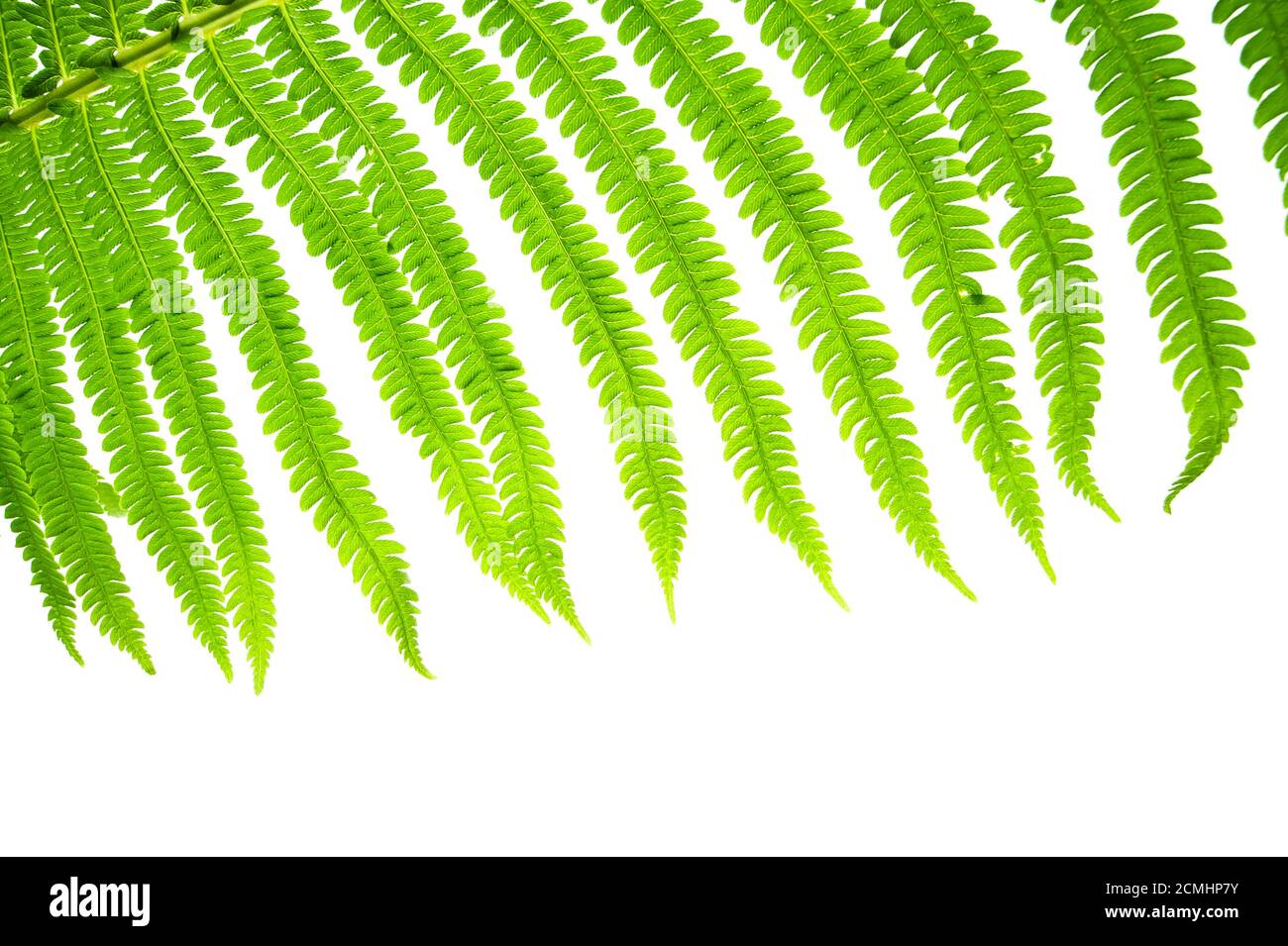 Ein Blatt eines wilden Farns Nahaufnahme auf einem sauberen weißen Hintergrund. Stockfoto