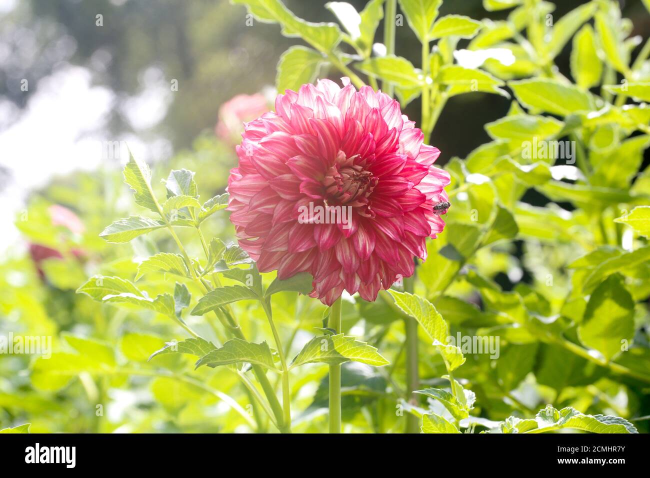 Dahlia Cav schöne Blume im Garten sonnig Stockfoto