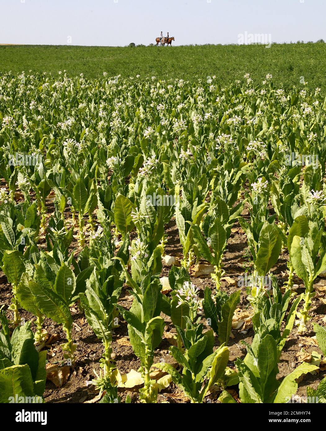 Burley Tobacco Field Stockfotos Und Bilder Kaufen Alamy