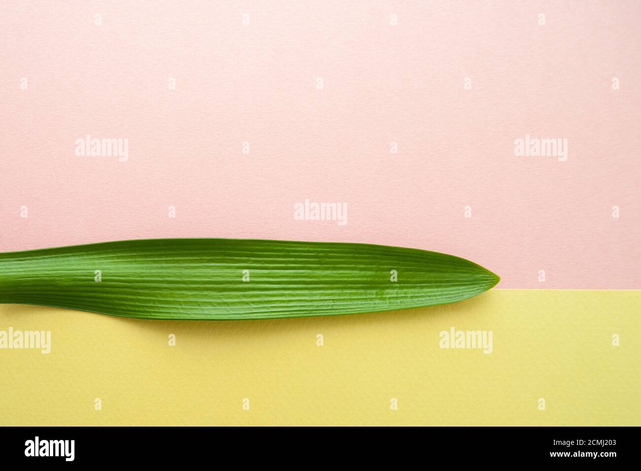 Strukturblatt einer tropischen Pflanze auf einem rosa-grünen Pastellgrund. Stockfoto