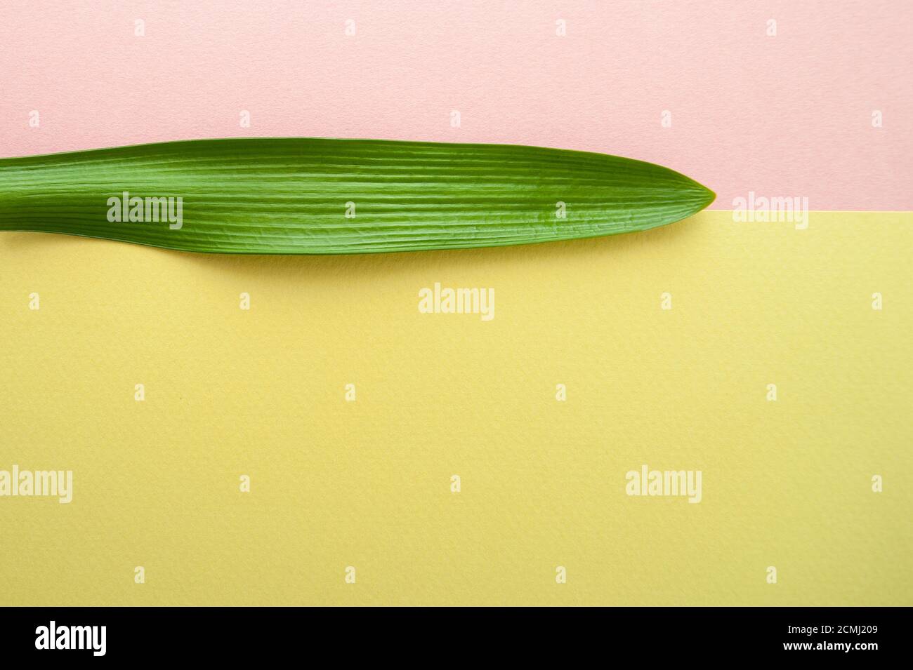 Ein Blatt einer tropischen Pflanze auf einem rosa-grünen pastellfarbenen Hintergrund. Stockfoto