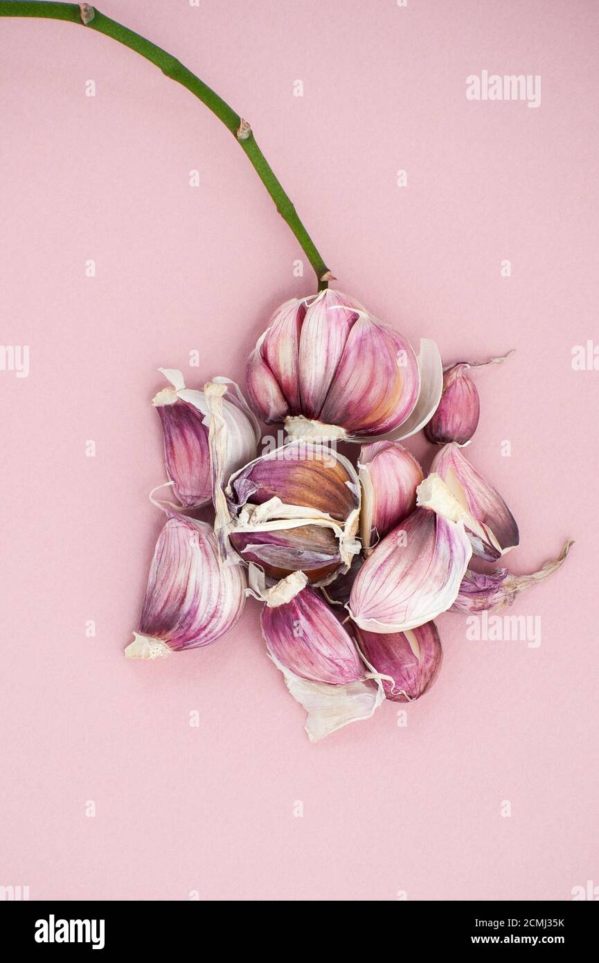 Knoblauchzehen und der junge Zweig der Orchideen auf einem weichen rosa Hintergrund. Stockfoto