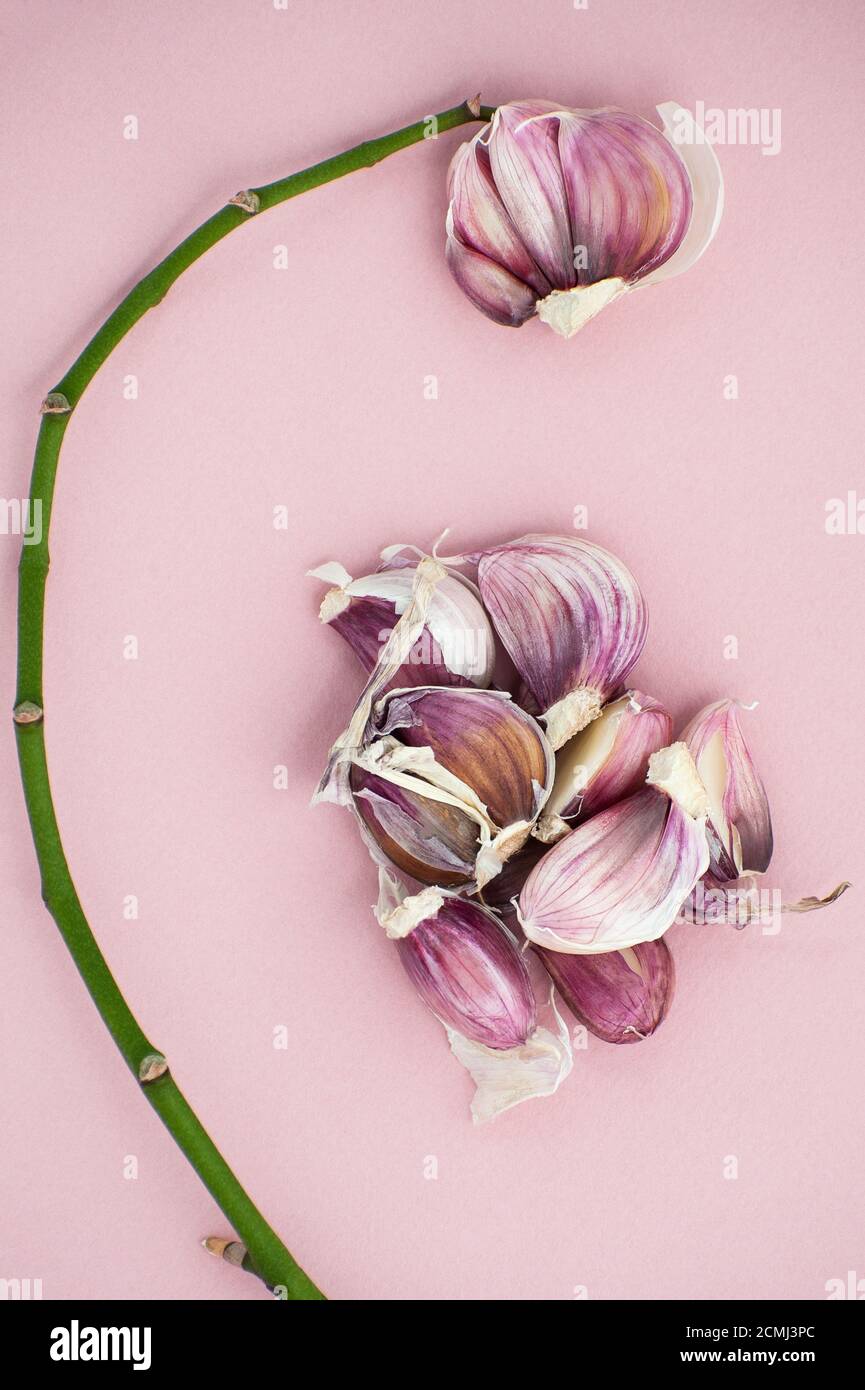 Die Zusammensetzung der Knoblauchzehen und eines jungen Zweig von Orchideen auf weichem rosa Hintergrund. Stockfoto