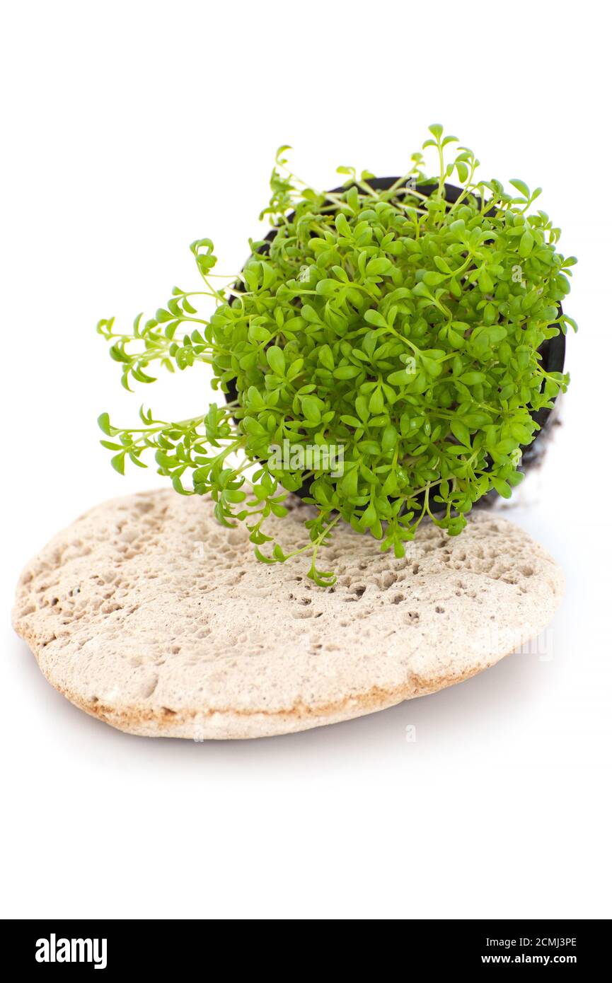 Frischer Kressesalat (Lepidium sativum) auf weißem Hintergrund. Stockfoto