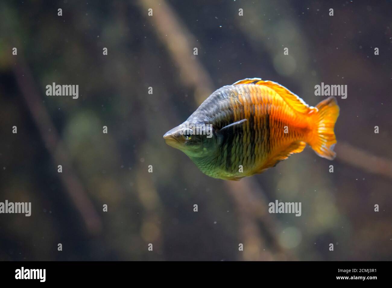 Melanotenia Boesemani bunte Fische asiatischen Aquarium Stockfoto