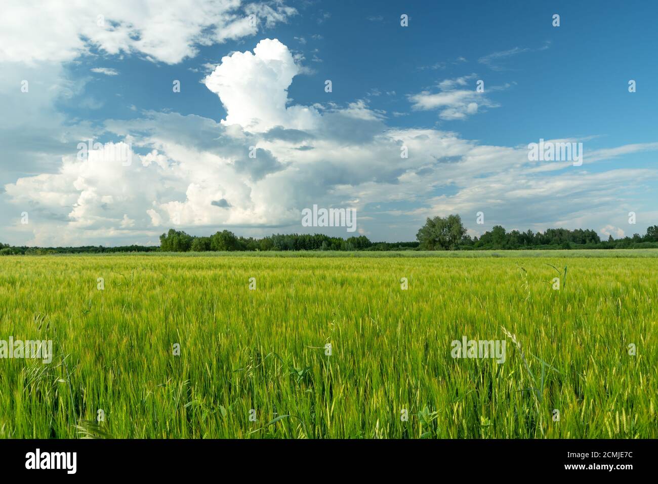 Grünes Gerstenfeld und weiße Wolken am blauen Himmel Stockfoto