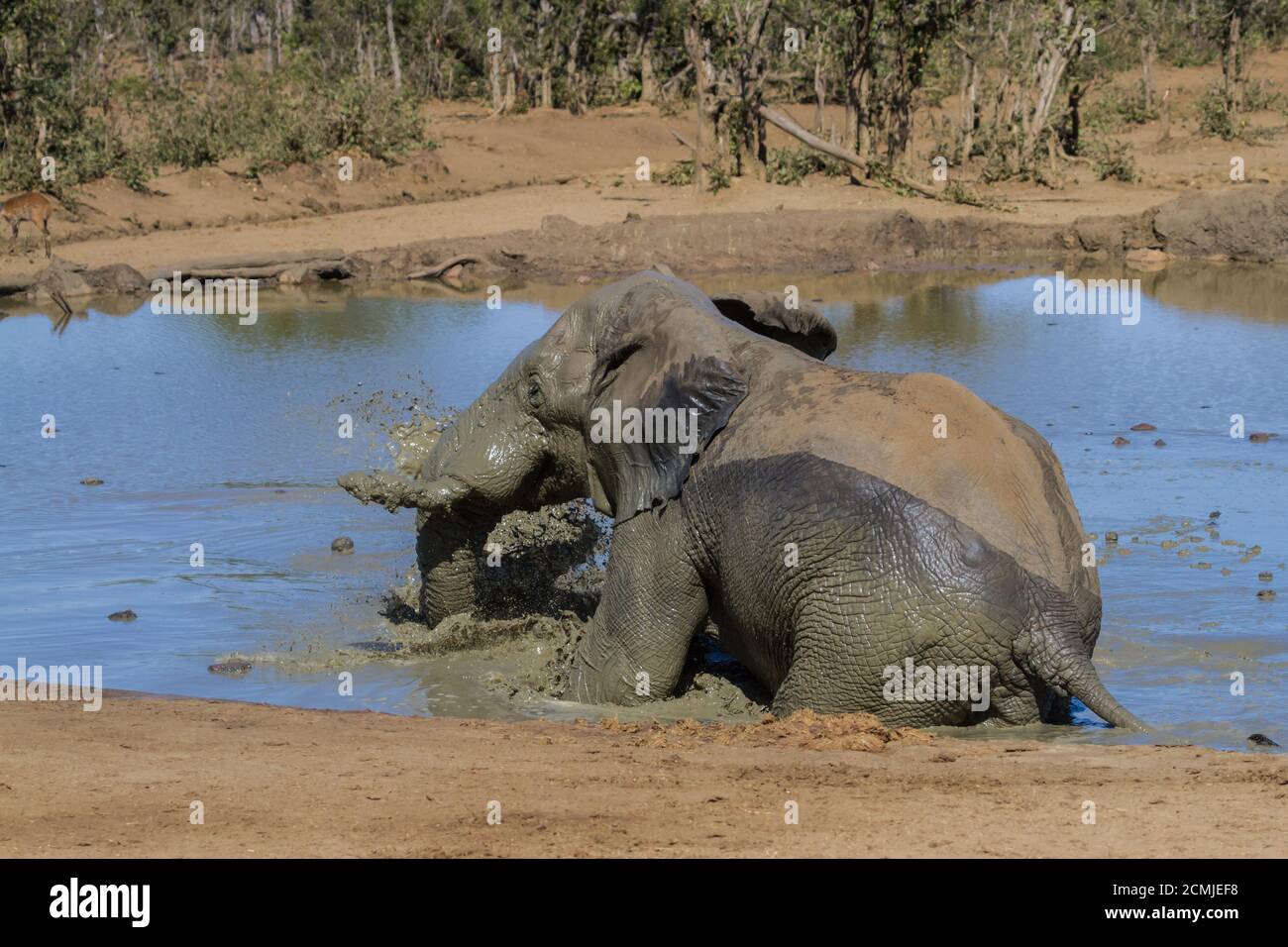 Nahaufnahme eines afrikanischen Elefanten (Loxodanta africana), der in einem Schlammbad in einem Wasserloch im Krüger National Park, Südafrika, planscht Stockfoto