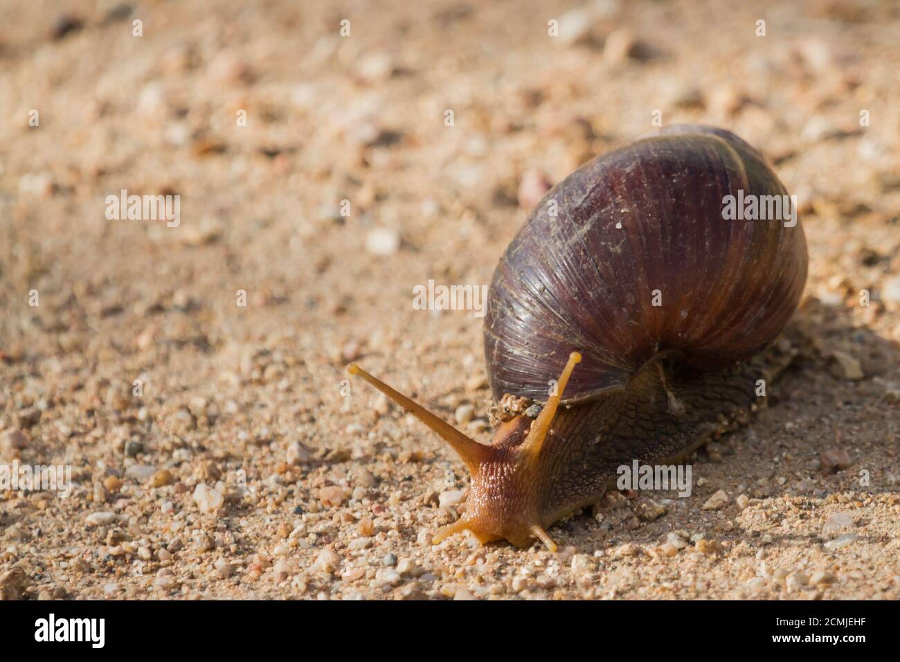 Riesige Landschnecke (Achatina fulica) langsam über einen Feldweg im Krüger National Park, Südafrika Stockfoto