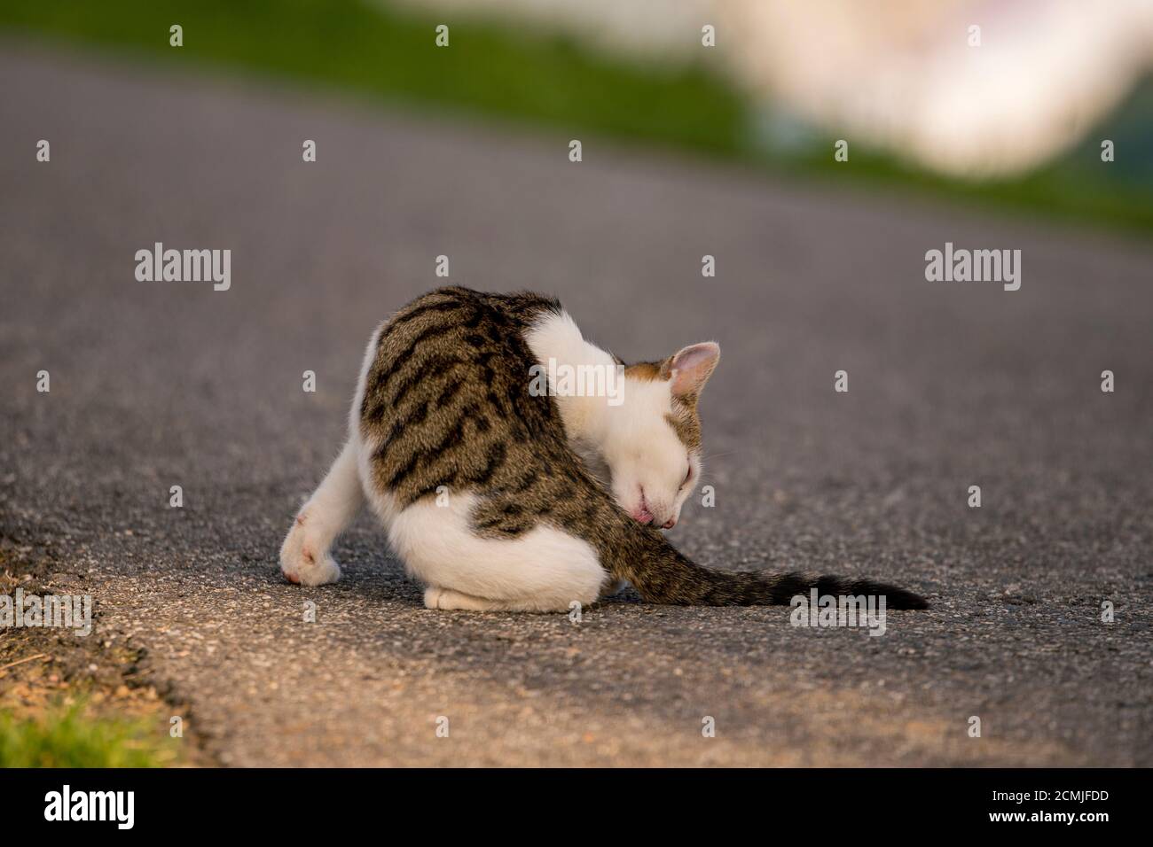 Katze putzt sich auf der Straße und leckt sich den Schwanz Stockfoto