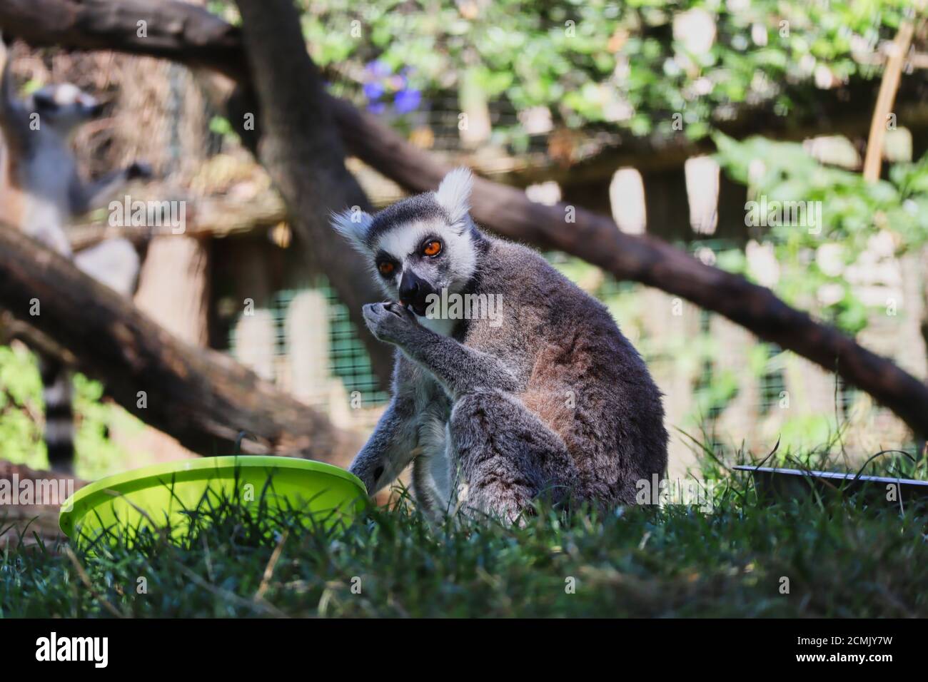 Der Ringschwanz-Lemur (Lemur Catta) ist ein großer Strepsirhine-Primat mit schwarzem und weißem Ringelschwanz. Cute Lemur sitzt auf Gras und isst neben Bowl. Stockfoto