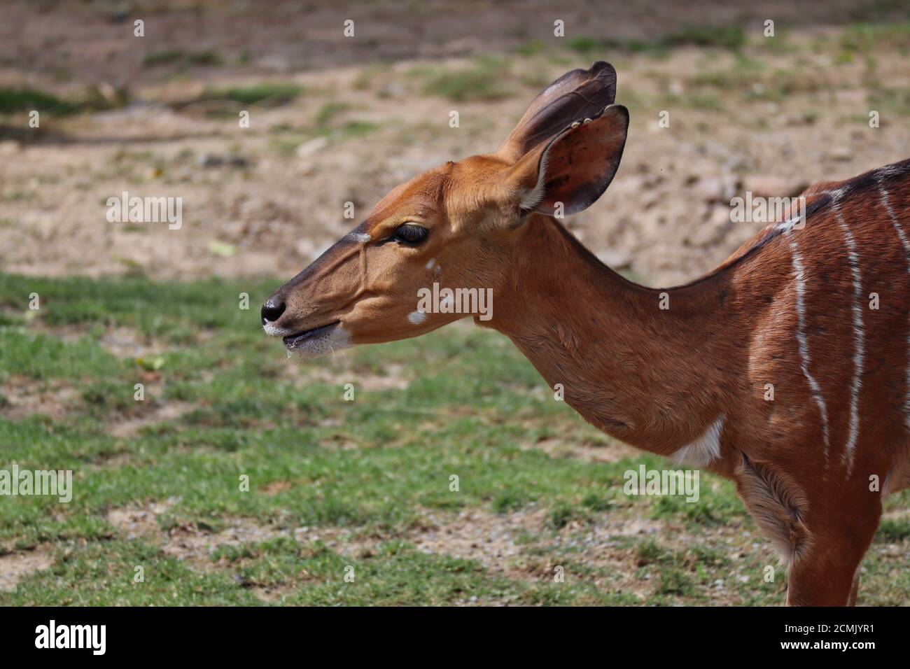 Nahaufnahme der weiblichen Nyala im tschechischen Zoo. Das Tiefland Nyala oder einfach Nyala (Tragelaphus Angasii), ist eine Spiral-gehörnte Antilope. Stockfoto