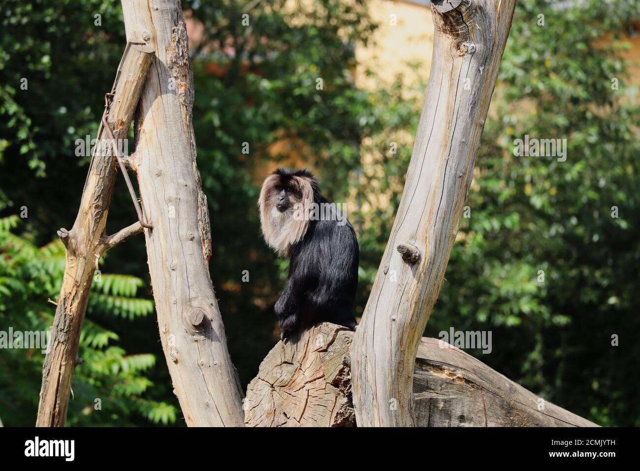 Macaque mit schwarzem Haar und silberweißer Mähne sitzt auf dem Stück Holz im Zoo während Sonnentag. Löwenschwanz-Makaken wird auch Wanderoo genannt. Stockfoto