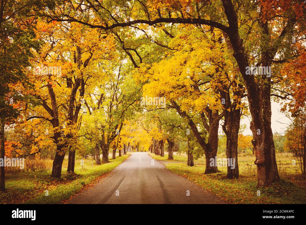 Alte Asphaltstraße mit schönen Bäumen im Herbst Stockfoto