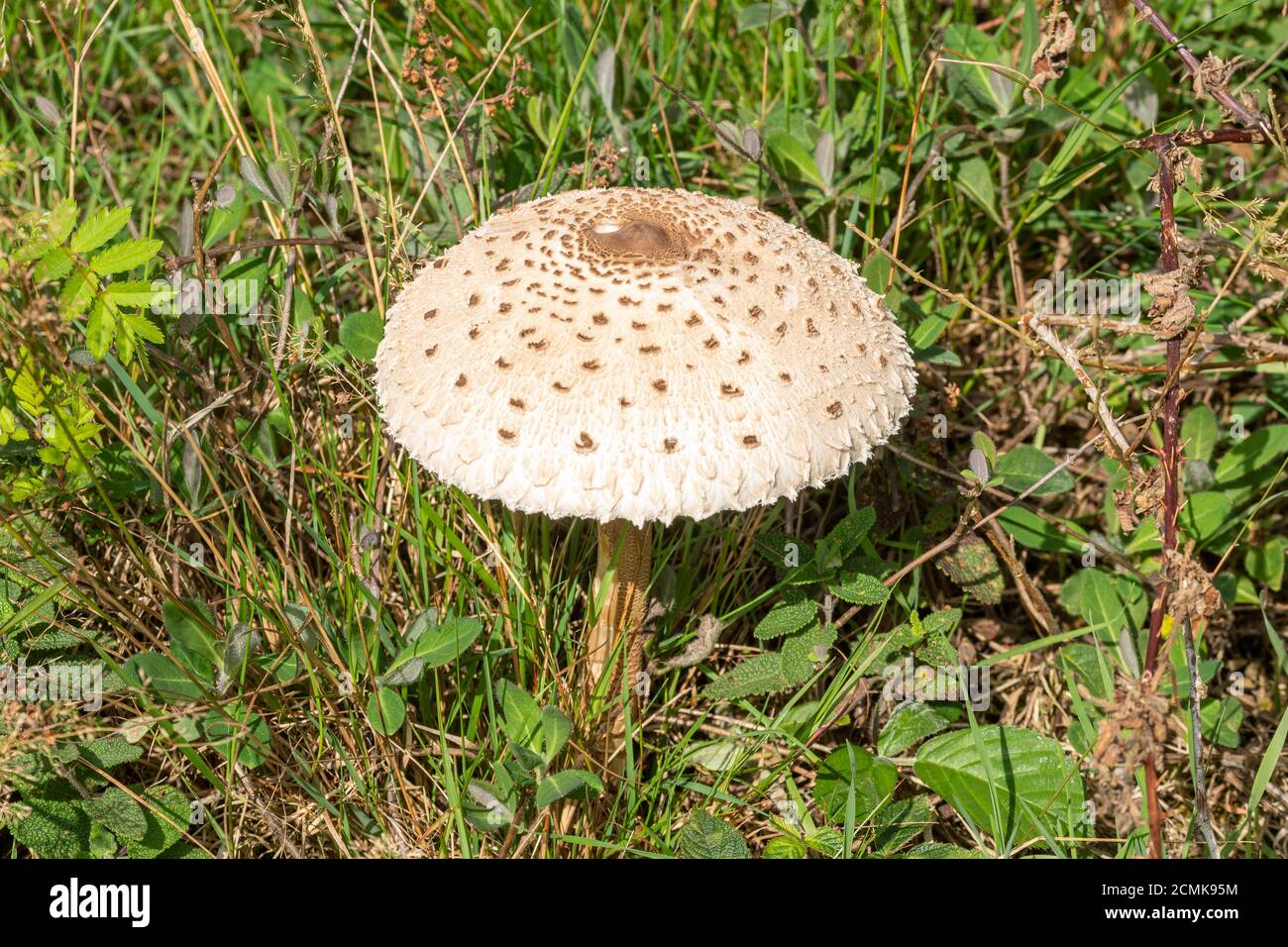 Sonnenschirm-Toadstool oder Pilz (Macrolepiota procera) wächst im September im Grasland, Großbritannien Stockfoto