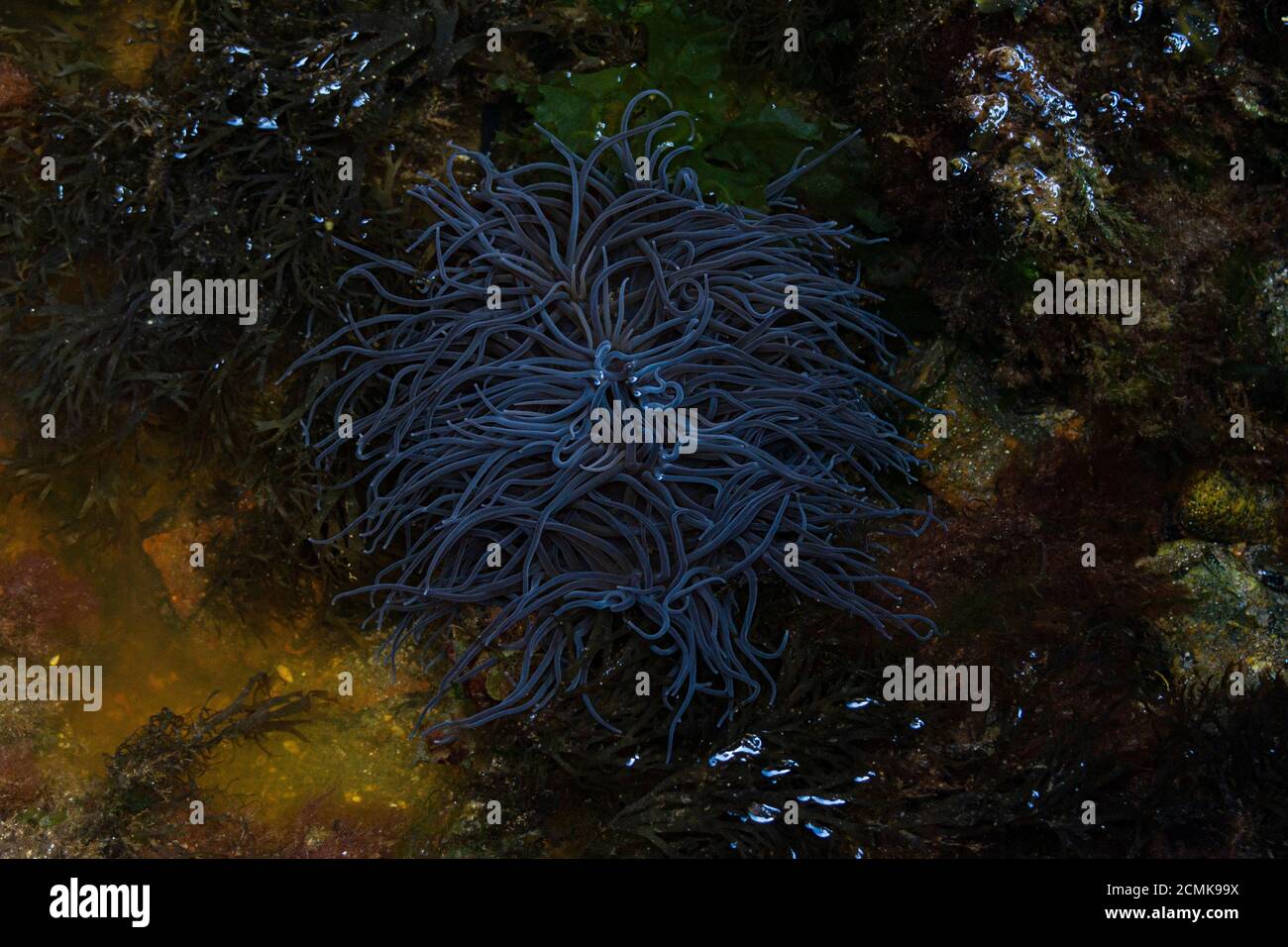 Graue Form von Schlangenschwänzen (Anemonia viridis) Stockfoto