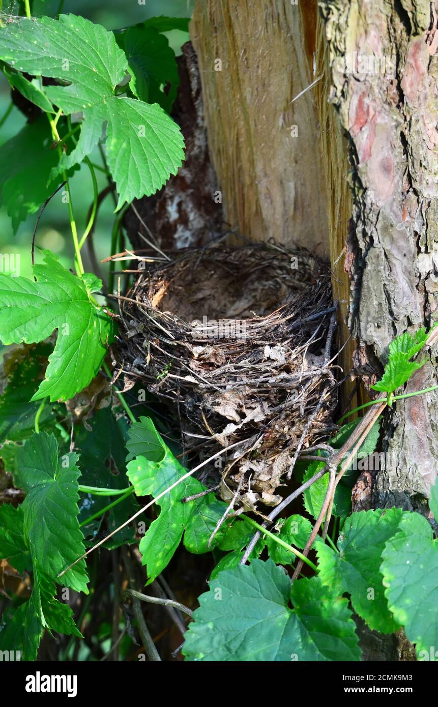 Vogelnest auf einem alten Baum im Wald. Ukraine. Stockfoto