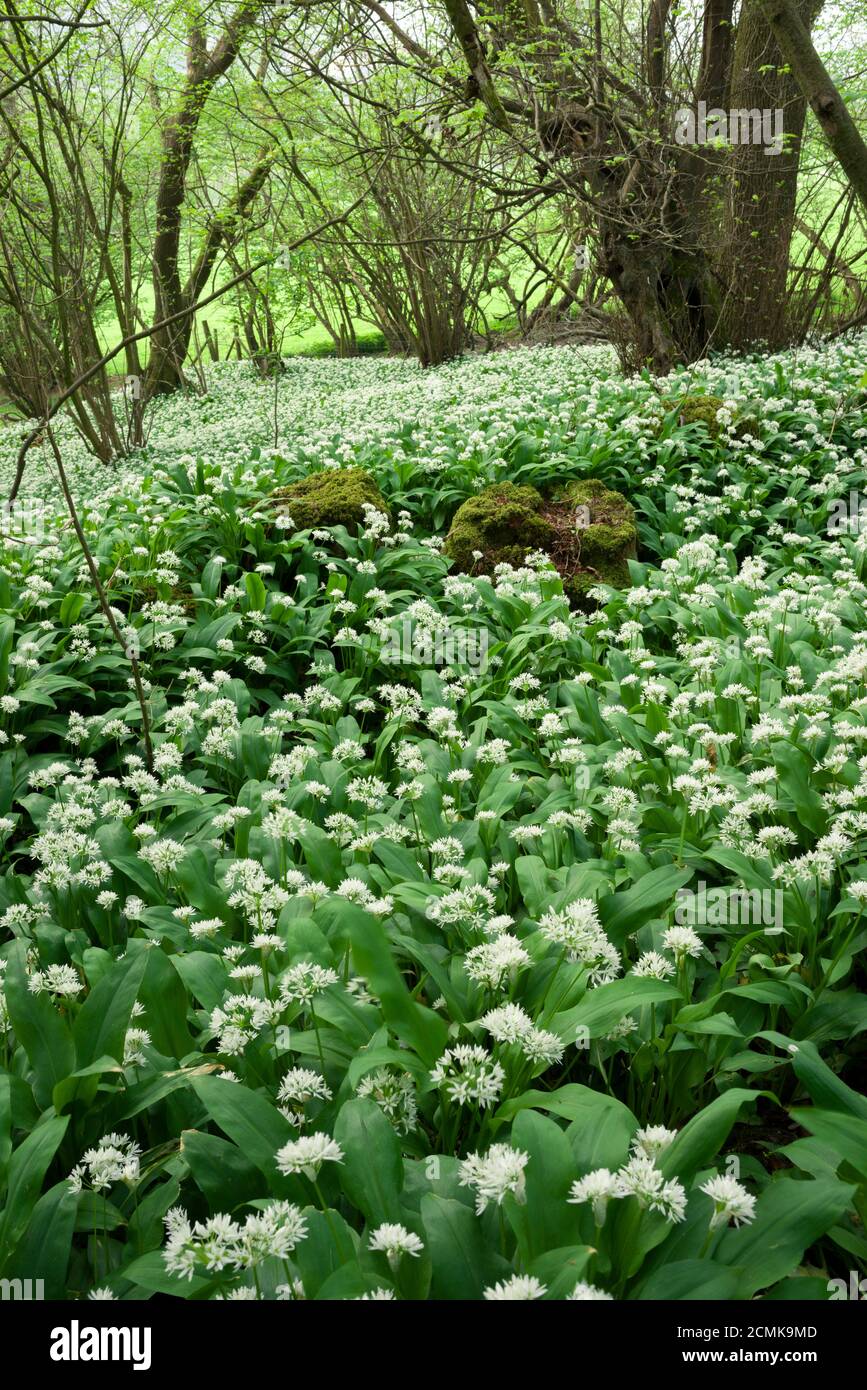 Ein Teppich aus wildem Knoblauch (Allium ursinum) oder Ramson blüht im Frühling in King’s Wood in den Mendip Hills bei Axbridge, Somerset, England. Stockfoto